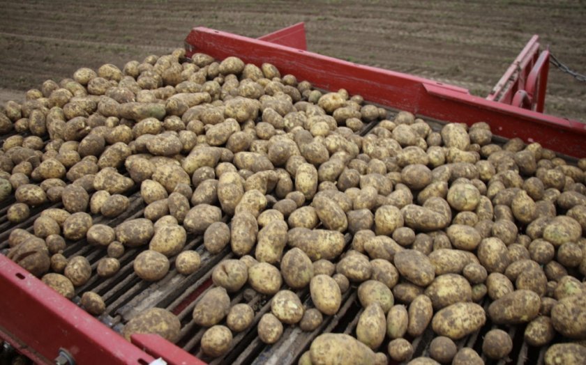 7548884aec5d114ae1640124b651aea9 Картопля Бриз: опис та характеристика сорту, смакові якості і врожайність, вирощування і догляд, фото