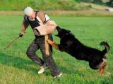 7586a6fd3f83ef6103af717d75898d96 Ходская собака (Чеська пастуший собака): огляд породи з фото, відео
