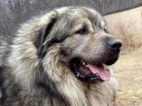 76601f6a87e535b7faad31a55e4ce427 Шарпланинская вівчарка (югославська вівчарка): опис породи собак з фото