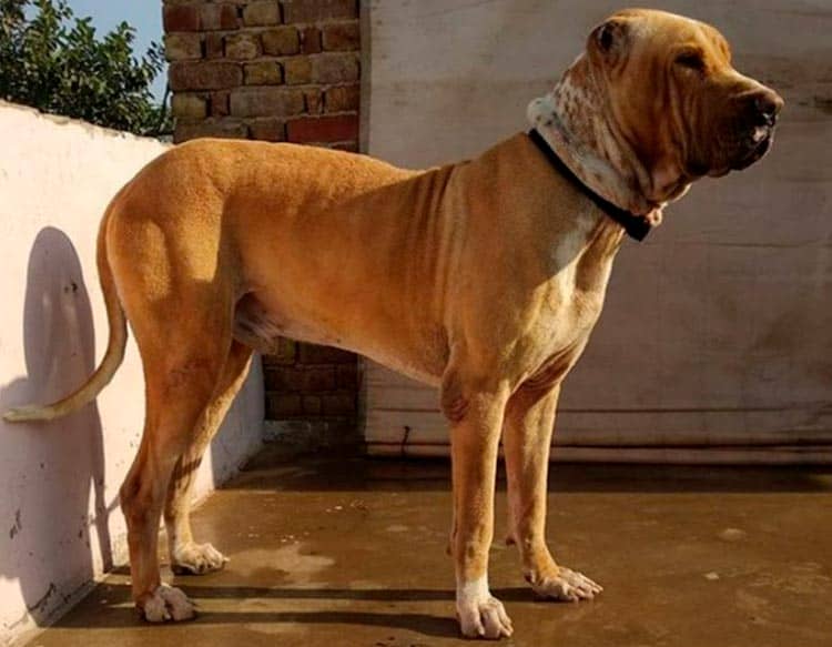 7682b12baa82158857ab6b38951e99bc Буллі кутта (Пакистанський мастиф): опис породи собак з фото і відео