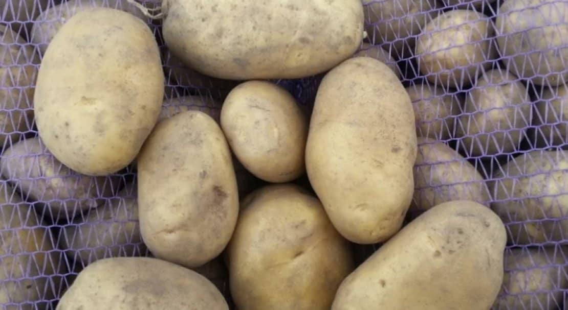 768c898fad44772c32efff7ea8882515 Картопля Бриз: опис та характеристика сорту, смакові якості і врожайність, вирощування і догляд, фото