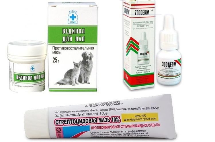 7a29963f66ee45e03f75b105d3c42610 Піодермія у собак: симптоми і лікування | межпальцевая, фото, як лікувати в домашніх умовах
