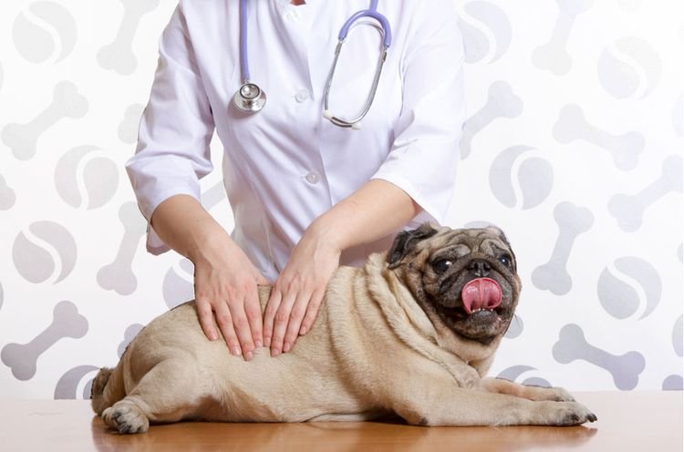 7c58386c91e4654d770576f99f3d378d Мастоцитома у собак: симптоми і лікування | відгуки