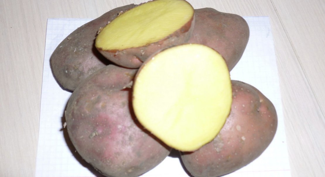 7dfffabef4e4114725d9846f81de0bbc Картопля Ароза: опис та характеристика сорти з фото, смакові якості, особливості вирощування