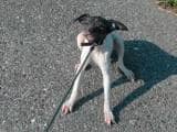 8015eb8b643e21fef8a6b653ab92f8d0 Японський терєр (мікадо терєр) : опис породи собак з фото і відео