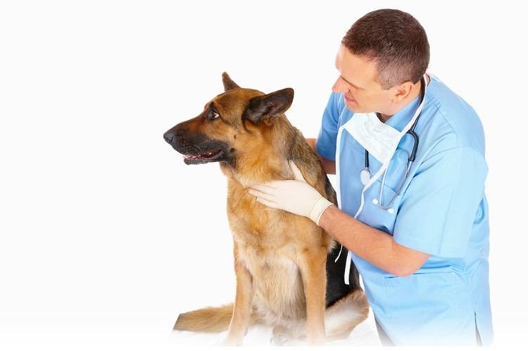 81457fb0bf76aadb9b8dd4025ea2bf4b Ентероколіт у собаки: симптоми і лікування | дієта, причини, як лікувати