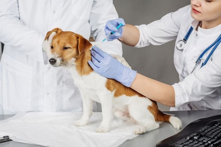 82111f6d78d1354d49dd3514eb585a87 Хвороба лайма у собак: симптоми і лікування | ознаки, як вилікувати