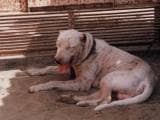 8610cae78c08cd0d4c64671cd081b5df Гуль донг (Пакистанський бульдог): опис породи собак з фото і відео