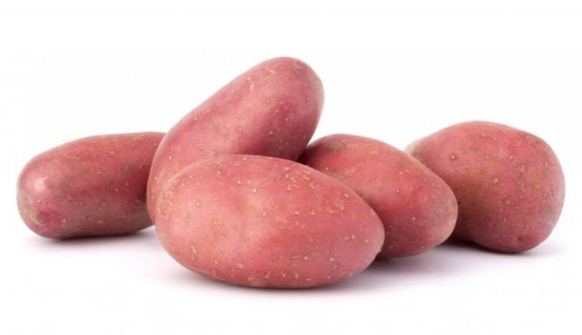 8aec165e5f687b6084bf28ea27995c8e Сорт картоплі Ред Леді: його характеристика і опис, спосіб вирощування і догляд, фото