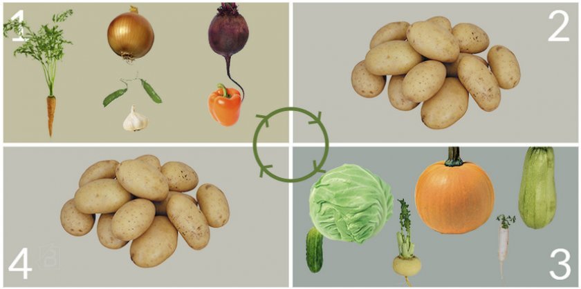 902b1190f7edf992c52de5bf9f652b25 Картопля Вектор: опис та характеристика сорти, вирощування і урожайність, фото