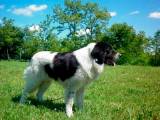 90da70638137374326a993230e3dcb76 Буковинська вівчарка: опис породи собак з фото і відео