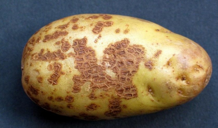 90dc50285d5a2991e70d1142ea21c907 Картопля Лорх: опис, характеристика і смакові якості, особливості вирощування, фото