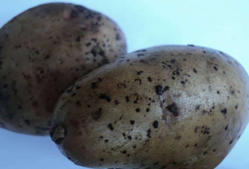 93dd5f2080f78186d24c018ebf3b934d Картопля Ароза: опис та характеристика сорти з фото, смакові якості, особливості вирощування