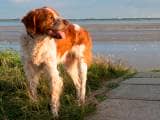 955ac28cfb4e9009dff1cf63cd7cd5e2 Бретонська епаньоль (Епаньол бретон): опис породи собак з фото, відео