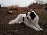 95b1cf007f1bab8e3e146b9b2c9515cd Торньяк (Боснійсько герцеговинско хорватська вівчарка): огляд породи з фото
