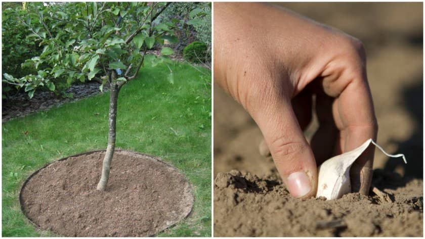 97df09471b42dd45d045b20326cf368f Що можна посадити під яблунею на дачі, особливості посадки рослин під крону яблуні