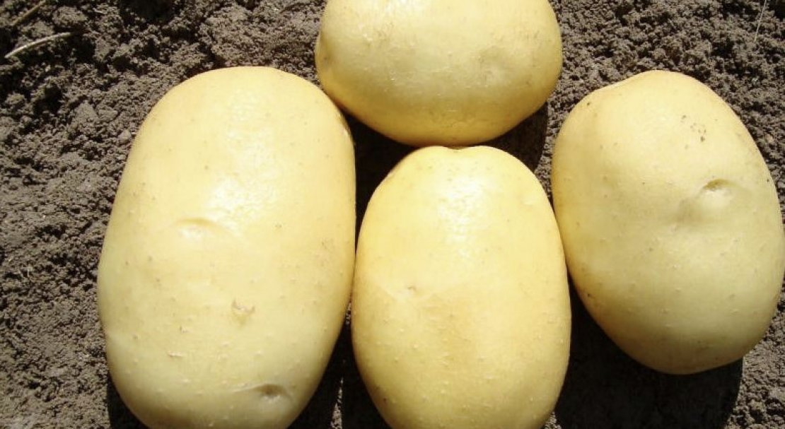 Картофель вега описание сорта характеристика урожайность. Картофель Пикассо фото.