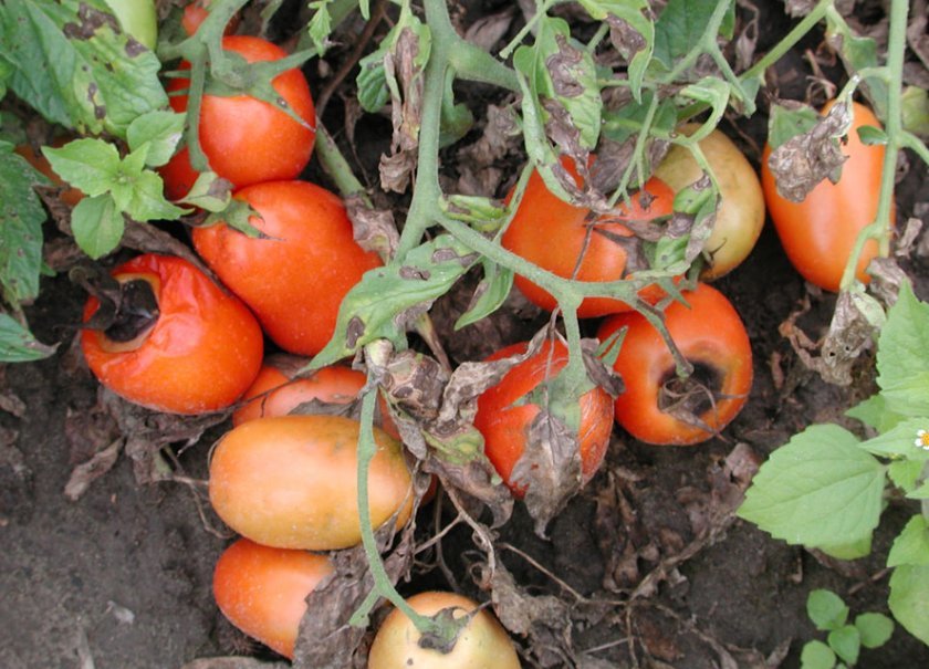 9889abe0e501f5ecf95078b6916c3c56 Сорт томатів Літній сад F1: характеристика і опис, особливості посіву, вирощування і догляду, фото