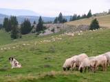 99ceb8a9c012d7773c3de1401162115e Торньяк (Боснійсько герцеговинско хорватська вівчарка): огляд породи з фото