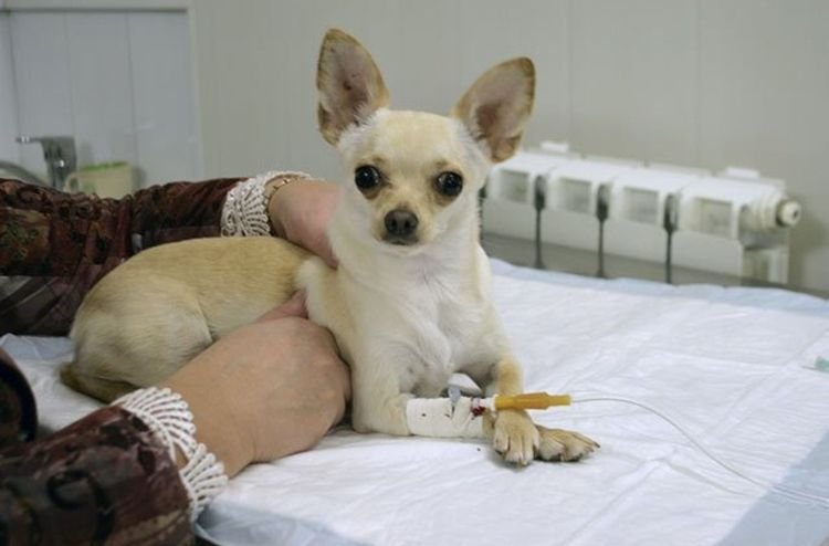 9a5a04078b44ed30b12e4293f8a245f2 Запалення легенів у собак: симптоми і лікування | що робити і як лікувати
