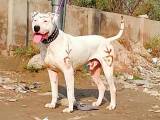 9b53768da27b5625dfbf140e0a745a12 Гуль донг (Пакистанський бульдог): опис породи собак з фото і відео