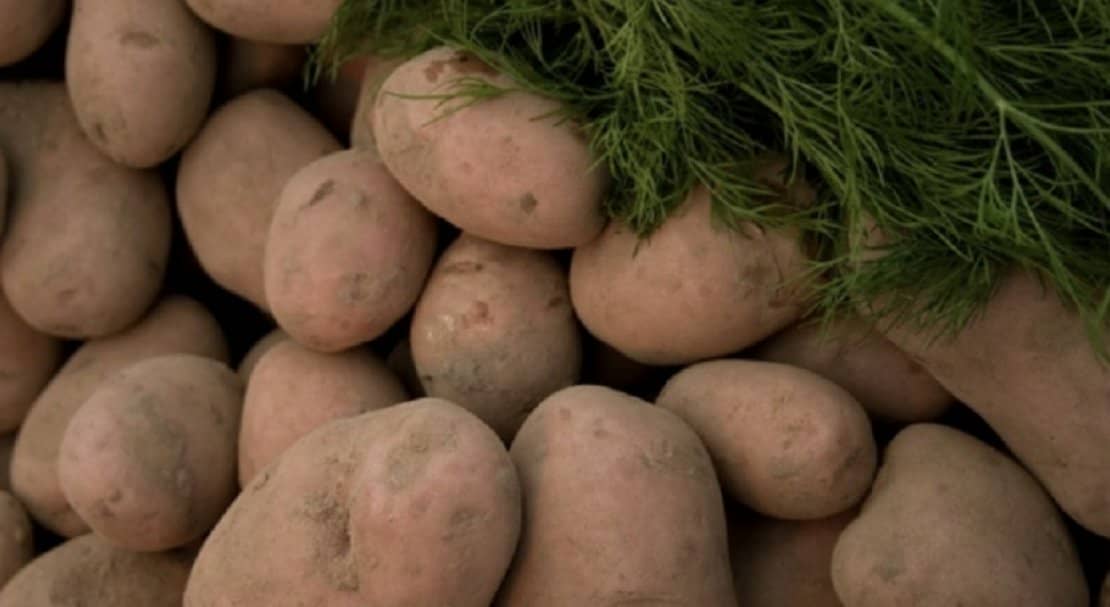 a180aaa54121e15e5cfea0b35cfc37a6 Картопля Вектор: опис та характеристика сорти, вирощування і урожайність, фото