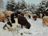a39633e77b34603f6ea0aa4bd780e748 Болгарська вівчарка (Каракачанская собака): Опис породи з фото і відео