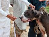 a54e2336fe16885be6714d8fb7000c94 Буллі кутта (Пакистанський мастиф): опис породи собак з фото і відео