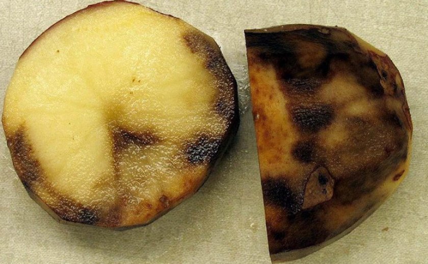 a85052ff064800d7f83d8e456548750e Чому картопля темніє: основні причини, що робити, чи можна готувати, фото