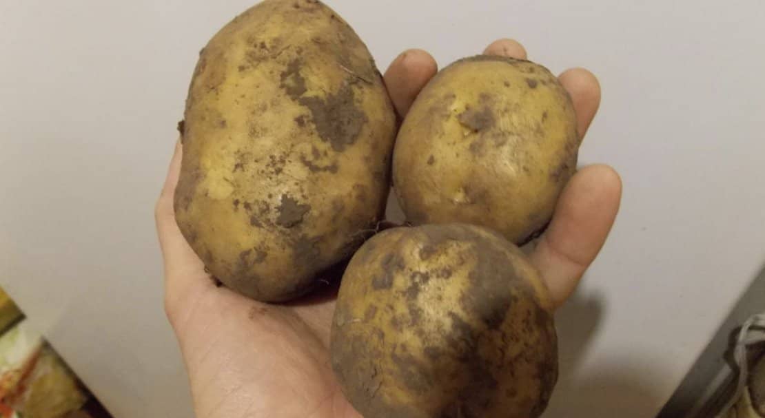 a9f6b85560c327fc013dedc9cc56dcc0 Картопля Тулеевский: характеристика, опис сорту, смакові якості і особливості вирощування, фото