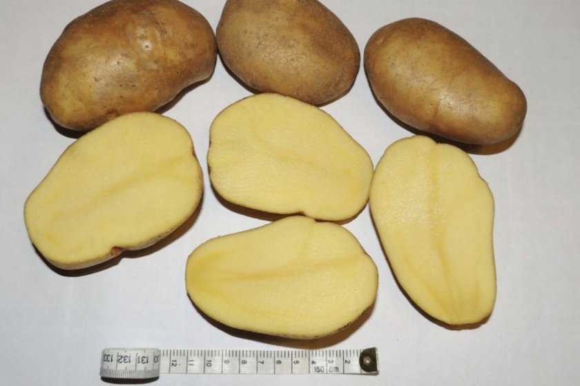 ac345fd6809cd4b353457ce3814f752c Картопля Тулеевский: характеристика, опис сорту, смакові якості і особливості вирощування, фото