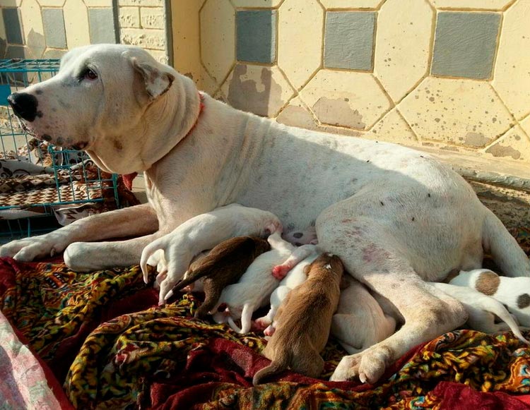 ae5c1c31ea96c784673132c0746236a2 Буллі кутта (Пакистанський мастиф): опис породи собак з фото і відео
