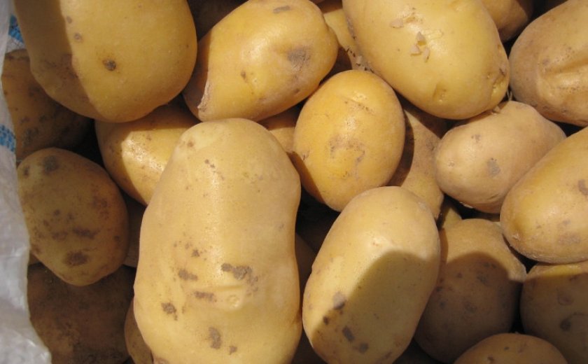b476ef96c6f5619fb0277dd341867f49 Картопля Ривєра: опис та характеристика сорту, смакові якості, особливості вирощування, фото