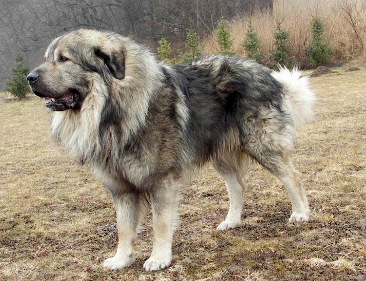 b58c6ea5a3fe67806936fa5e000faef9 Шарпланинская вівчарка (югославська вівчарка): опис породи собак з фото