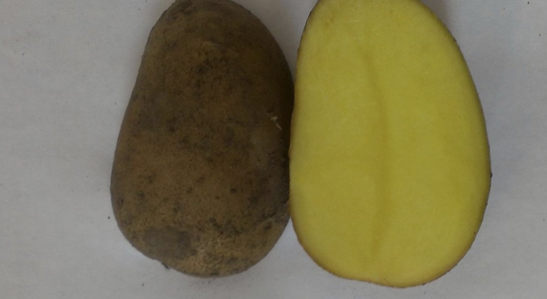 b5b3a1a904f2099a425ca85b8792487e Картопля Тулеевский: характеристика, опис сорту, смакові якості і особливості вирощування, фото
