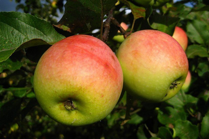 b5c0b6ea0234f2ba31e6b35c868256da Чи можна заморожувати яблука в морозилці: особливості і способи заморожування яблук на зиму, терміни зберігання