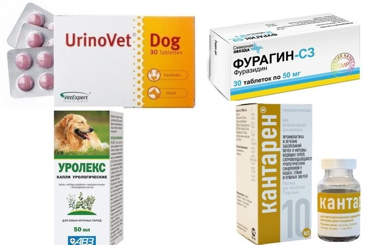 b89dbcf534d803d3b0d21b9abc6453f1 Сечокамяна хвороба (СКХ) у собак: симптоми і лікування | препарати, причини