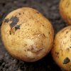 b98c672b62daf1562e29abab5251c694 Картоплю Санте: опис та характеристика сорту, смакові якості, особливості вирощування та догляду, фото