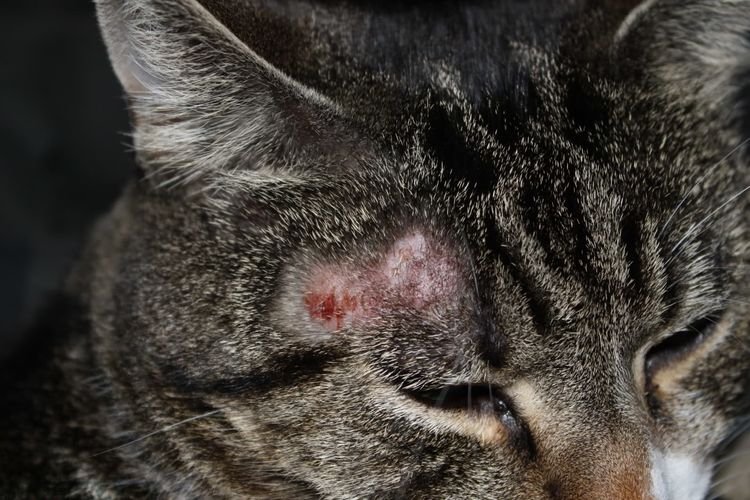 babf8f52b80abae6dc5e37db71b21600 У кішки на тілі червона пляма на шиї, під оком, на животі, голові, лікування