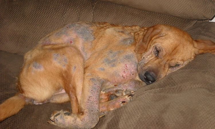 bd1ed53c1805798e436b3b71b2e55983 Короста у собак: симптоми і лікування | фото, в домашніх умовах