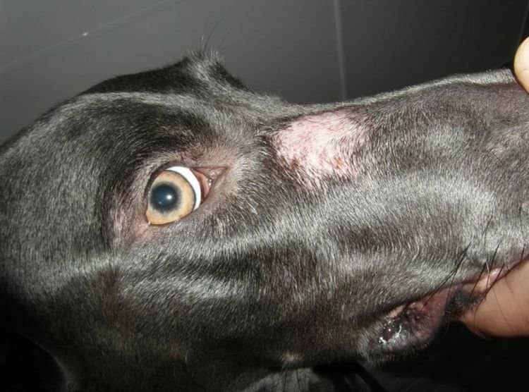 be24f3816b1a781450079100bcbe960e Мікроспорія у собак: симптоми і лікування | фото, як лікувати