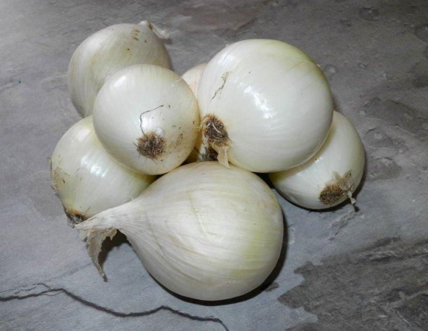 belyjj luk: opisanie, kalorijjnost, polza i vred, chem otlichaetsya ot obychnogo, dlya chego ispolzuetsya, foto126 Білий цибулю: опис, калорійність, користь і шкоду, чим відрізняється від звичайного, для чого використовується, фото