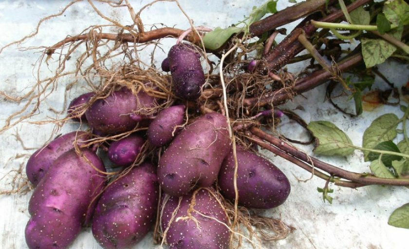 c3c86d34b7d735307554541141951233 Картопля Чорний принц: опис та характеристика сорти, вирощування і догляд, фото