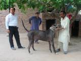 c6804456b0f6329fa5ec94677c90c00d Буллі кутта (Пакистанський мастиф): опис породи собак з фото і відео