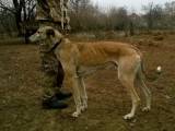 c76630a11564a914253c7b8f15ec2f1a Хорта борза (Російська хорта): опис породи собак з фото і відео