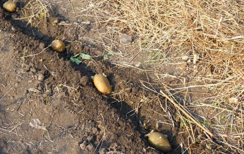 c7e1fca1d82042b7dd205fe20599bbd8 Посадка картоплі під солому: особливості вирощування і способи посадки, відео