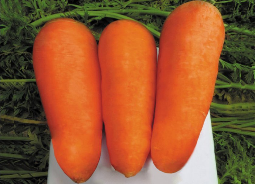 c8174dbf813957b4f8e334ee85aaf770 Морква Забарвлення: характеристика та опис сорту, особливості вирощування та догляду, фото