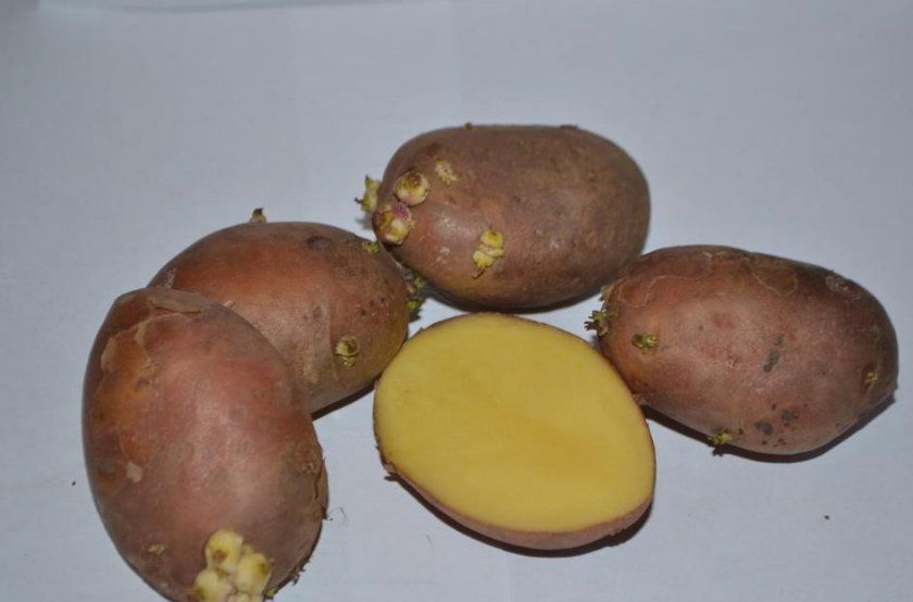 ca63f55f0aed254c60192774f2e45d20 Картопля Скарлет: опис та характеристика сорту, смакові якості, вирощування і догляд, фото