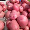 cadc660fe5ebc7590c65bbb43480244d Картоплю Санте: опис та характеристика сорту, смакові якості, особливості вирощування та догляду, фото