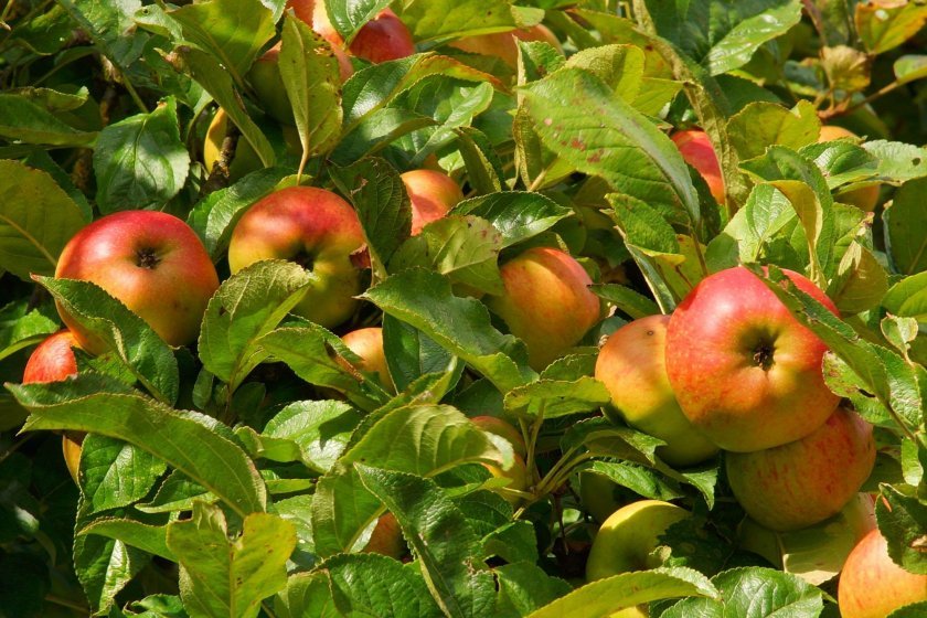 cc1ae62a358066b141b0cdf33066c7cf Що можна посадити під яблунею на дачі, особливості посадки рослин під крону яблуні
